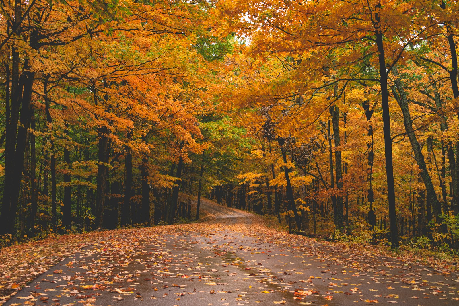 Weg met herfstkleuren langs de Blue Ridge Parkway