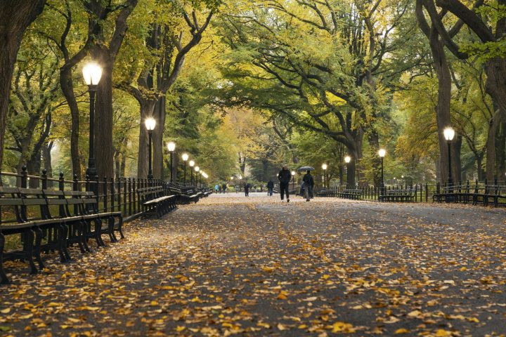 Laan in Central Park met herfstbladeren en lantaarnpalen